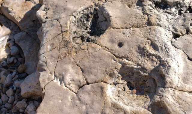 Bari, orme di dinosauro rinvenute sulla costa di Santo Spirito: In una si distinguono le dita